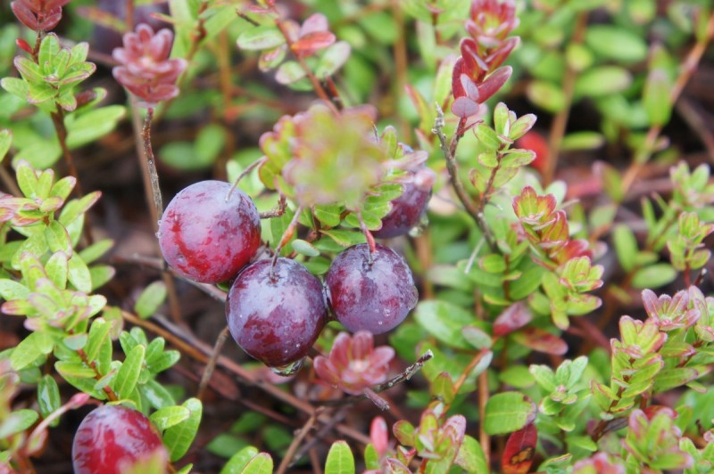 Польза клюквы