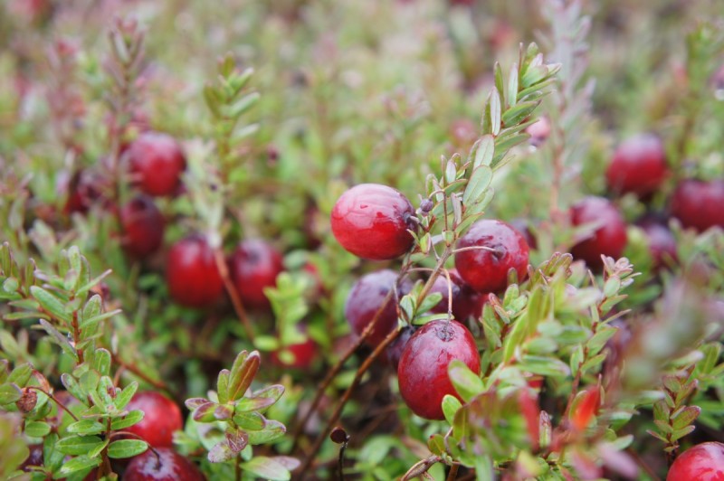 Самая полезная ягода