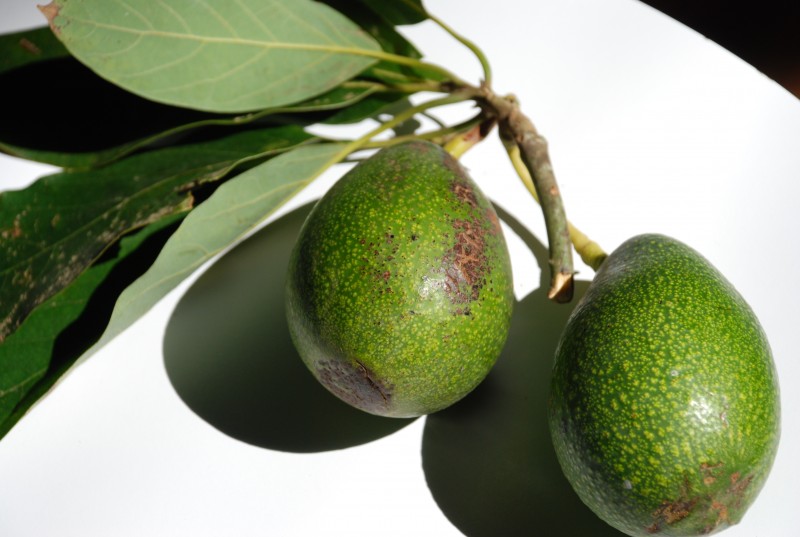 Авокадо для здоровья кожи