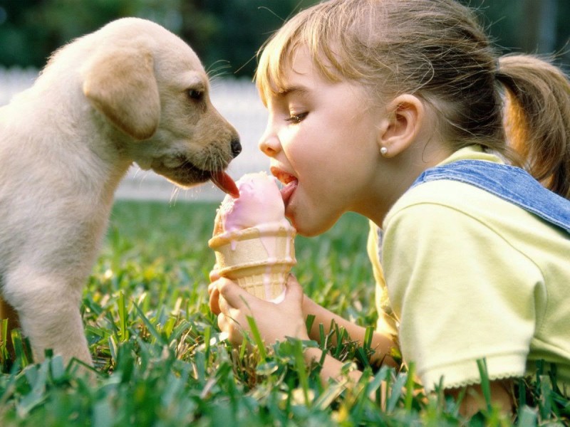 Собака в доме