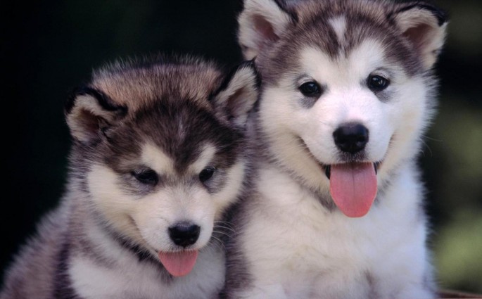 Аллергия на собак